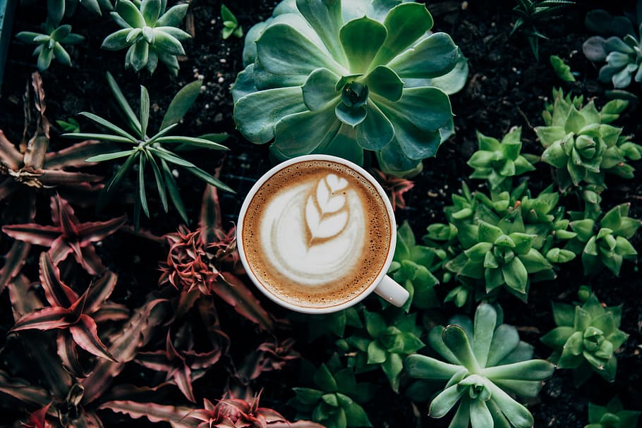 coffee, house, plant, green, home, interior design, inside, nature, food, drink