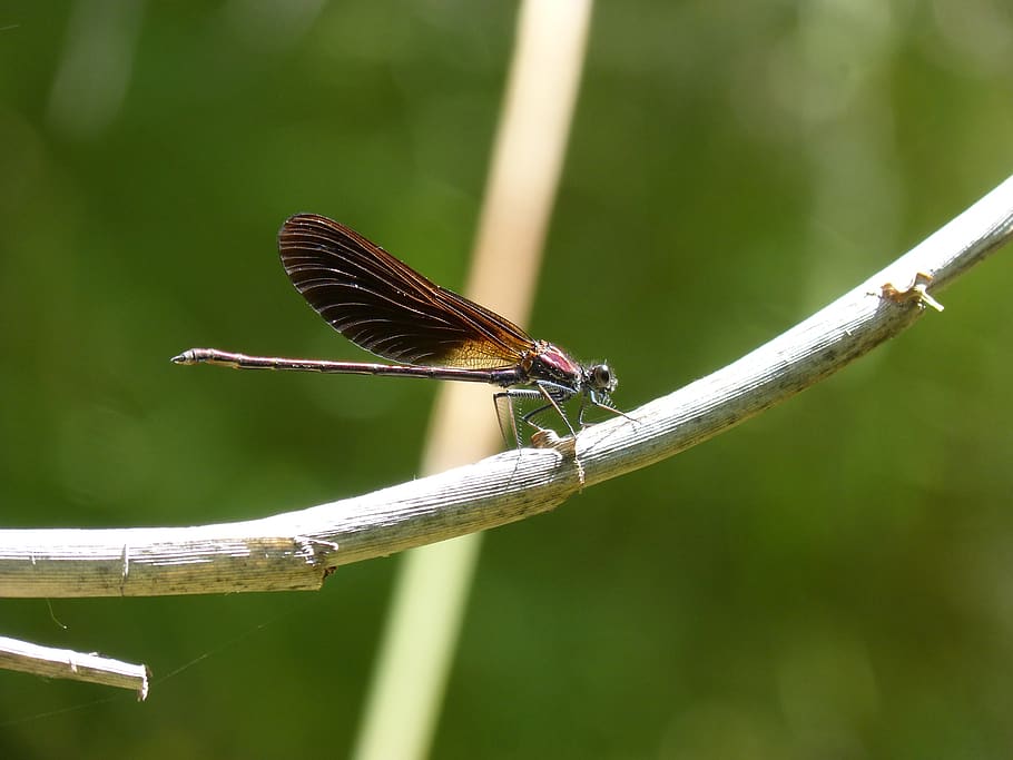 black dragonfly, dragonfly, calopteryx haemorrhoidalis, iridescent, cane, winged insect, animal themes, animal, animal wildlife, animals in the wild