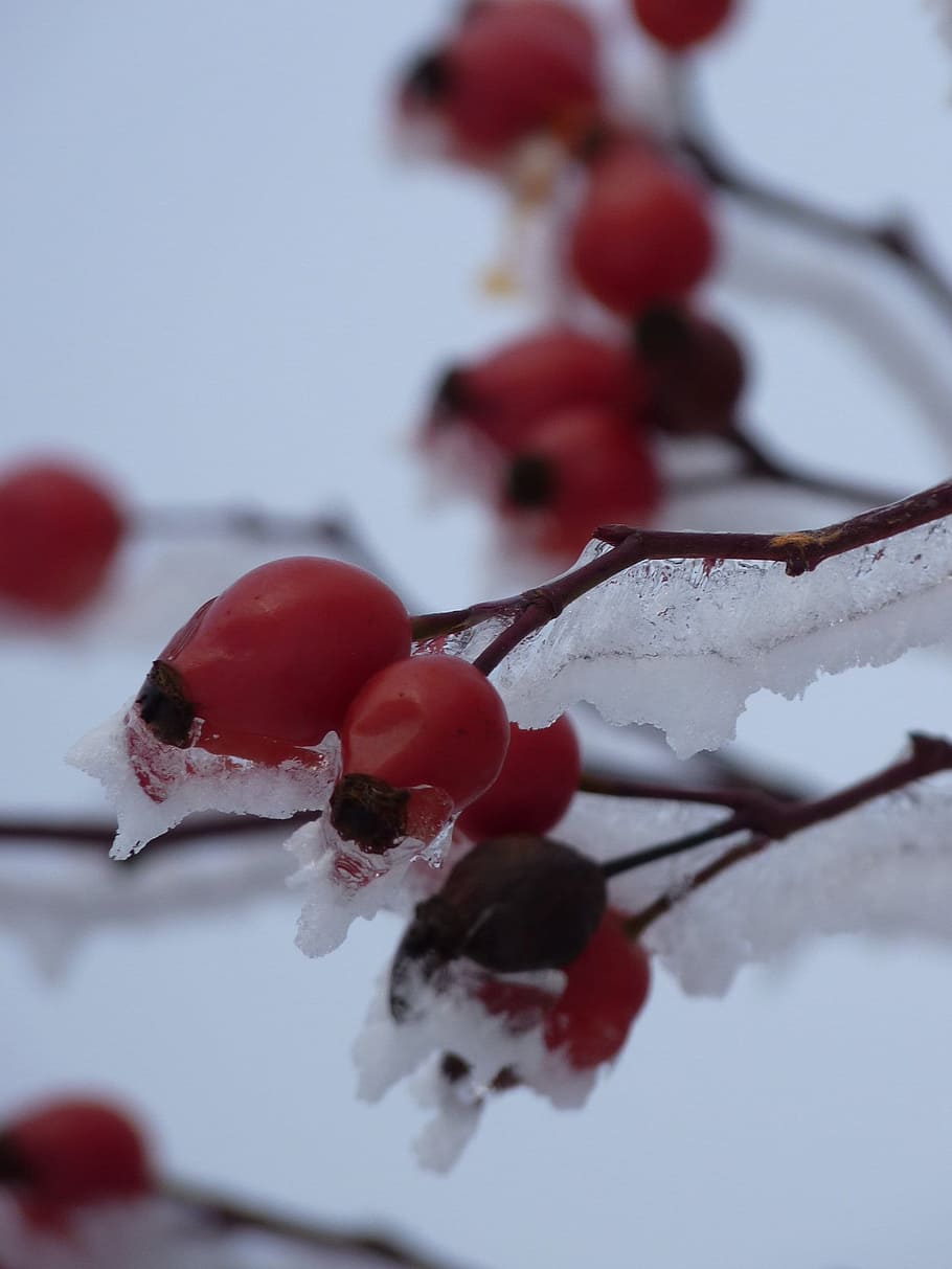 rose hip, iced, plant, bush, red, ice, icy, thorn, spiny, berry