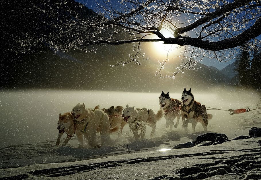 huskies siberianos, corriendo, campo de espectáculos, durante el día, perros, perros esquimales, animales, carreras de perros, invierno, invernal