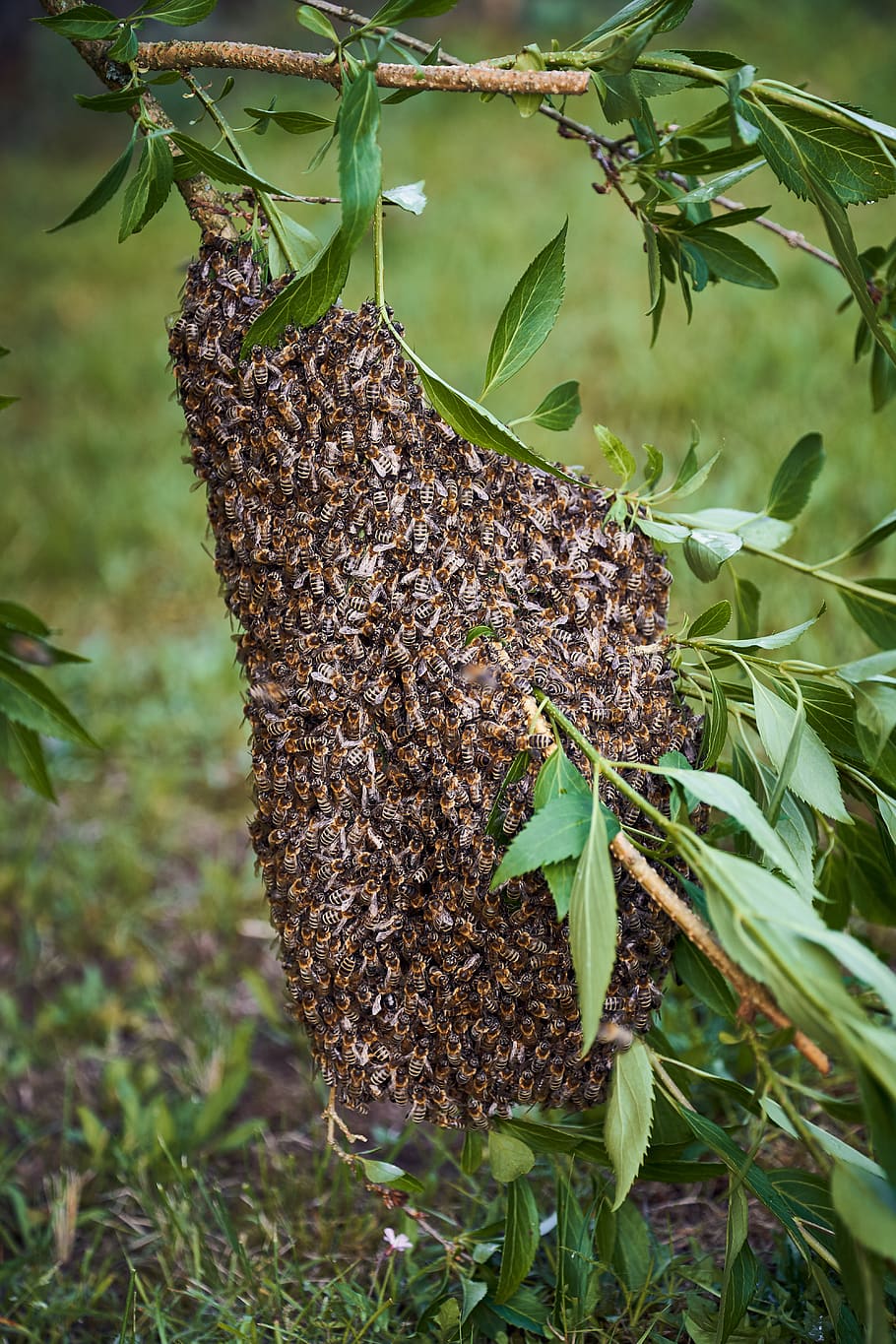 lebah, sarang lebah, serangga, lebah madu, pemeliharaan lebah, madu, alam, taman, serangga penerbangan, melarikan diri