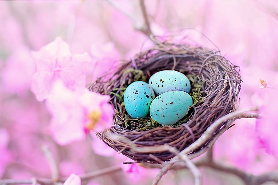spring, bird's nest, eggs, robin eggs, nature, season, pink flowers, egg, animal nest, easter