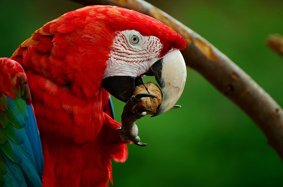 red, scarlet, macaw, eating, nut, ara, parrot, scarlet macaw, bird, colorful