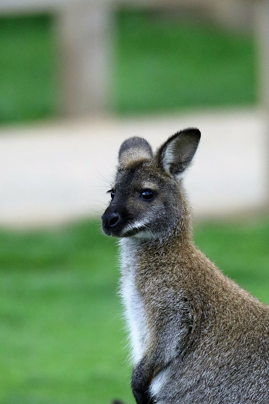 kanguru abu-abu, walabi, kanguru, hewan, mamalia, alam, australia, margasatwa, liar, imut