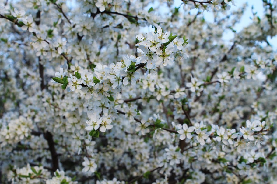 Flowering Trees, Background, Spring, bloom, nature, blossom, flower, plant, natural, floral