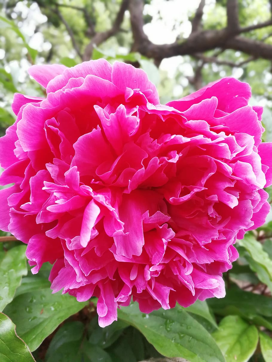 Purple, Chinese, Herbaceous, Peony, chinese herbaceous peony, bright, level, flower, nature, plant