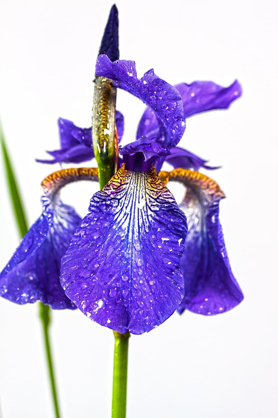 iris, violet, dwarf lily, rusia, bunga, tanaman, alam, mekar, flora, titisan hujan