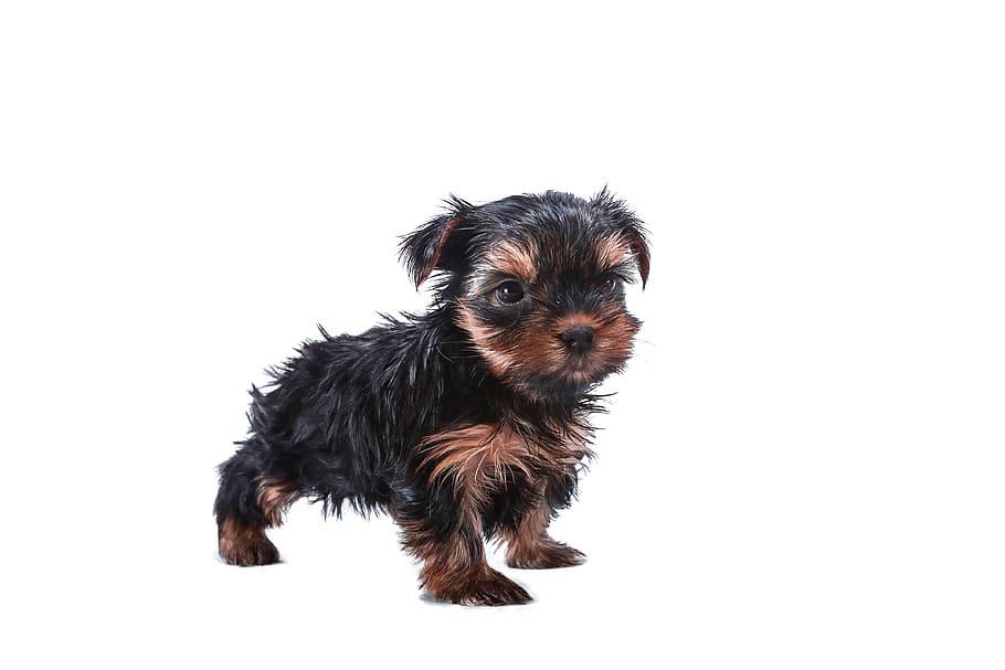 dog, yorkie, animals, sweet, puppy, portrait, beautiful, a little, young, terrier