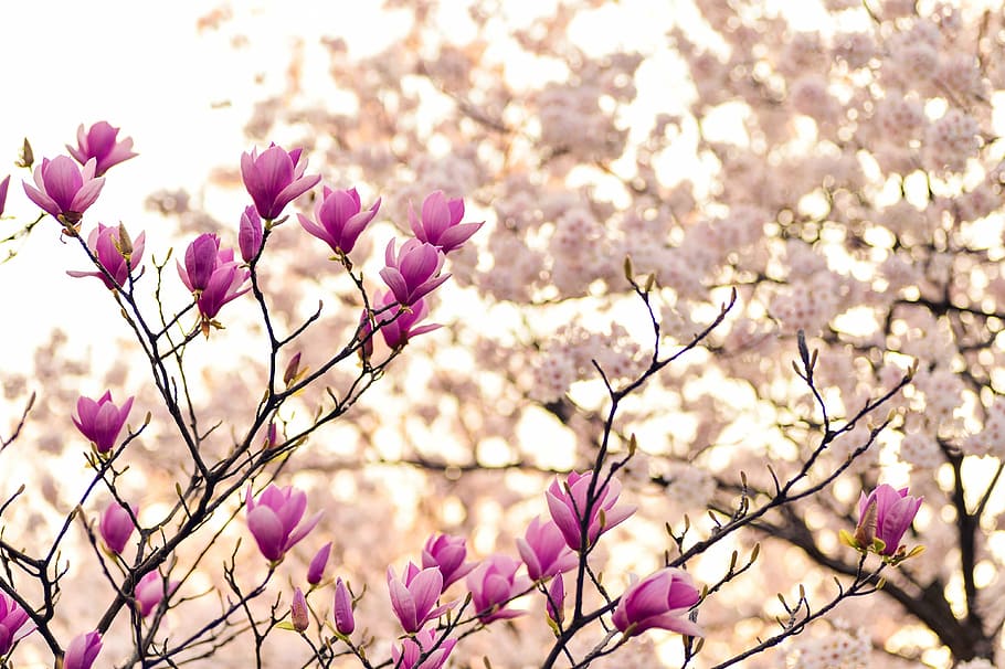shallow, focus, pink, white, flowers, japan, landscape, spring, plant, natural