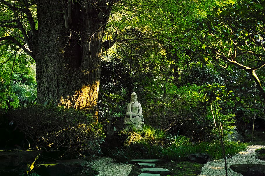 Temple, Japan, Buddha Statue, Kamakura, k, buddhism, tree, nature, tranquility, outdoors