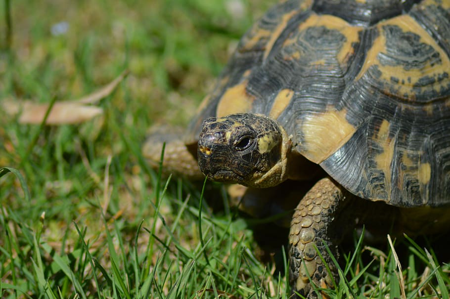 カメ ギリシャのカメ ツノガメ 爬虫類 動物 自然 野生動物 動物シェル 動物のテーマ 動物の野生動物 Pxfuel