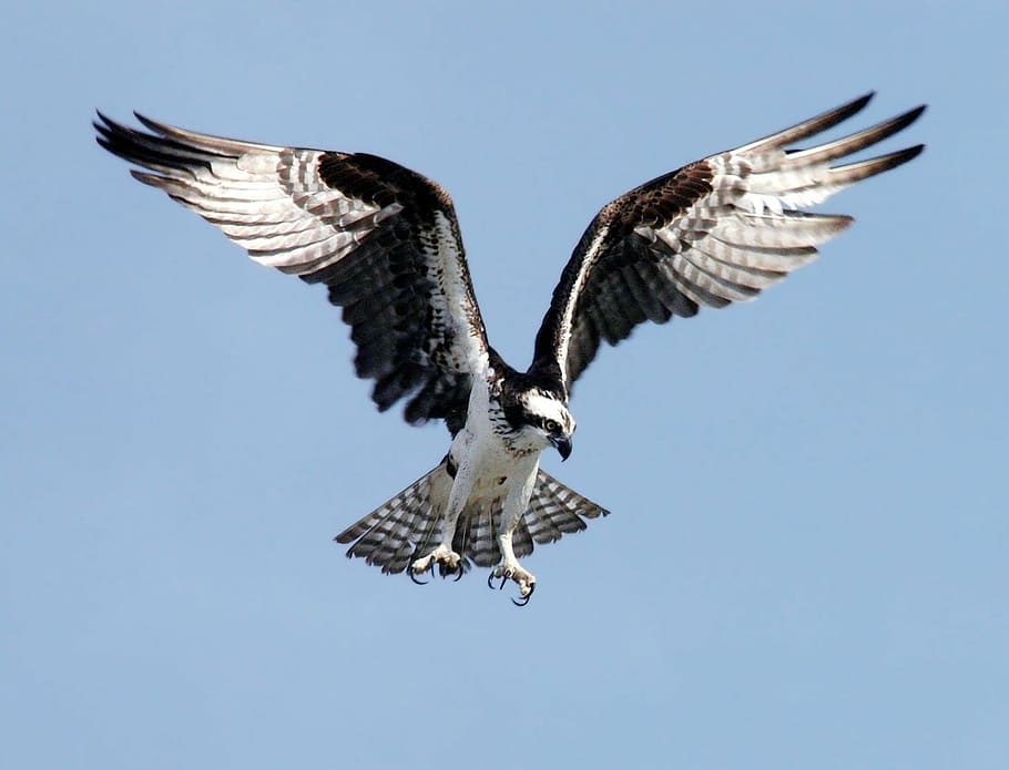 branco, cinza, asas de propagação de águia, águia-pescadora, águia, ave de rapina, ave, pandion haliaetus, tremendo, voar