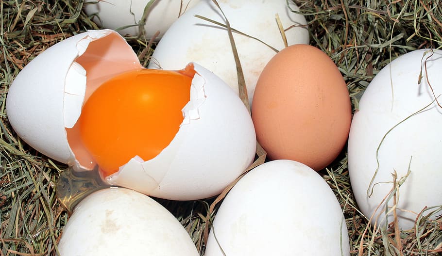 家禽の卵, 卵, ガチョウの卵, 鶏の卵, 比較, ピッチングされたゲンゼー, 卵黄, タンパク質, ハードシェル, 健康
