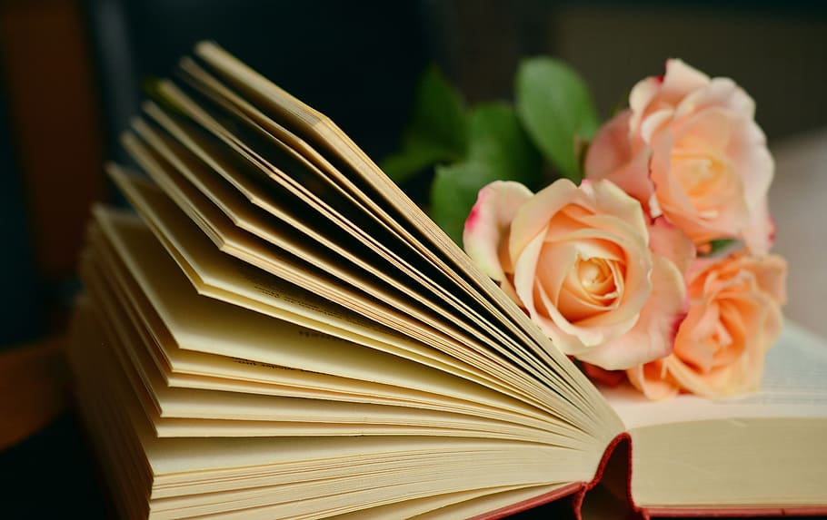 three, pink, rose, flowers, book, book pages, read, roses, romantic, literature