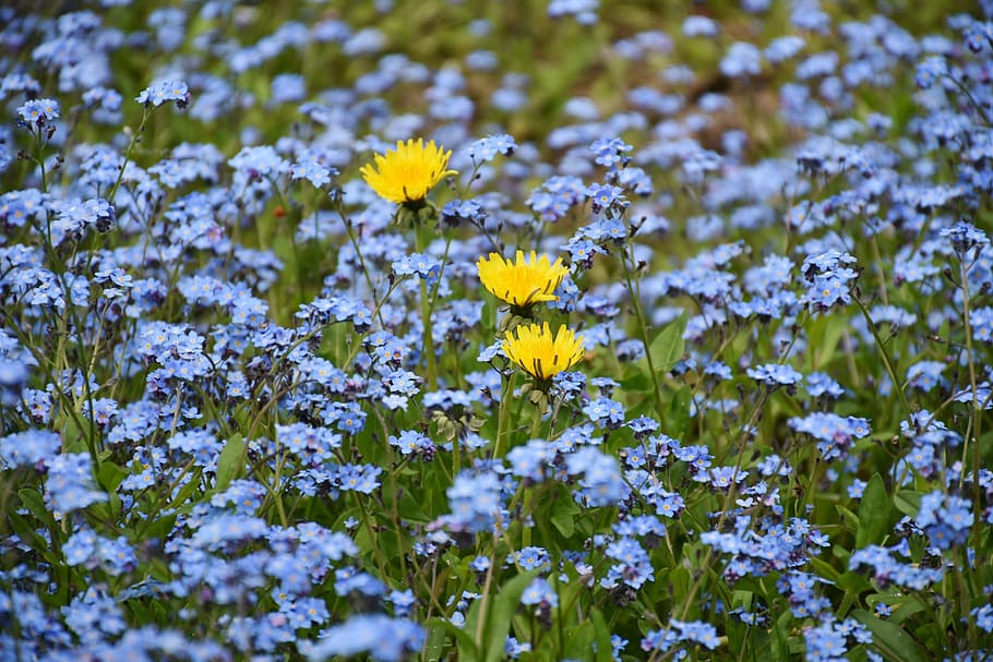 ワスレナグサ 花 牧草地 野生の花 ブルーム 自然 牧歌 先の尖った花 工場 青 Pxfuel