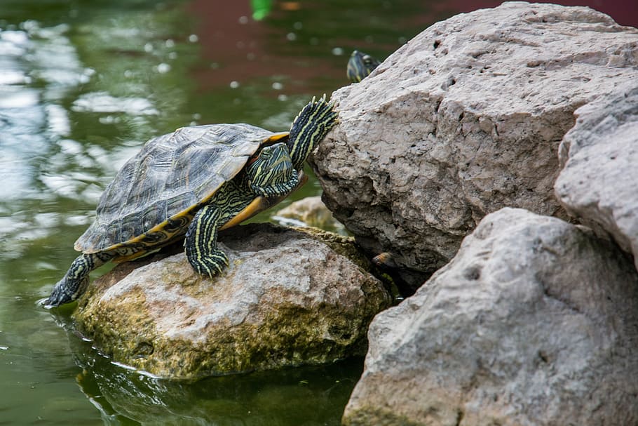 green, tortoise, placed, rock, body, water, brown, gray, turtle, shell
