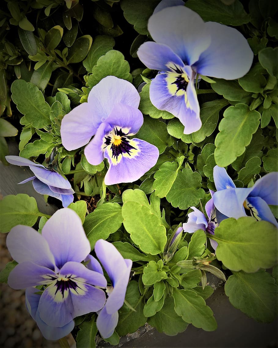 Pansy, Spring Flowers, flowers, 400–500, light blue, violet, small faces, garden, colorful, signs of spring