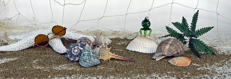 assorted seashells, sand, sunglasses, squid, palm, starfish, mussels, coins, recover, time out