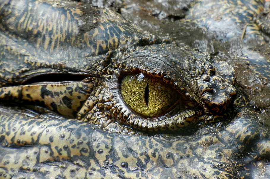 close, black, brown, reptile right eye, crocodile, eye, animal, nature, reptile, australia