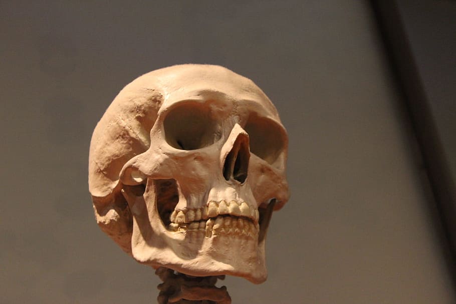 selectivo, fotografía de enfoque, humano, cráneo, esqueleto, cabeza, huesos, anatomía, cara, hueso