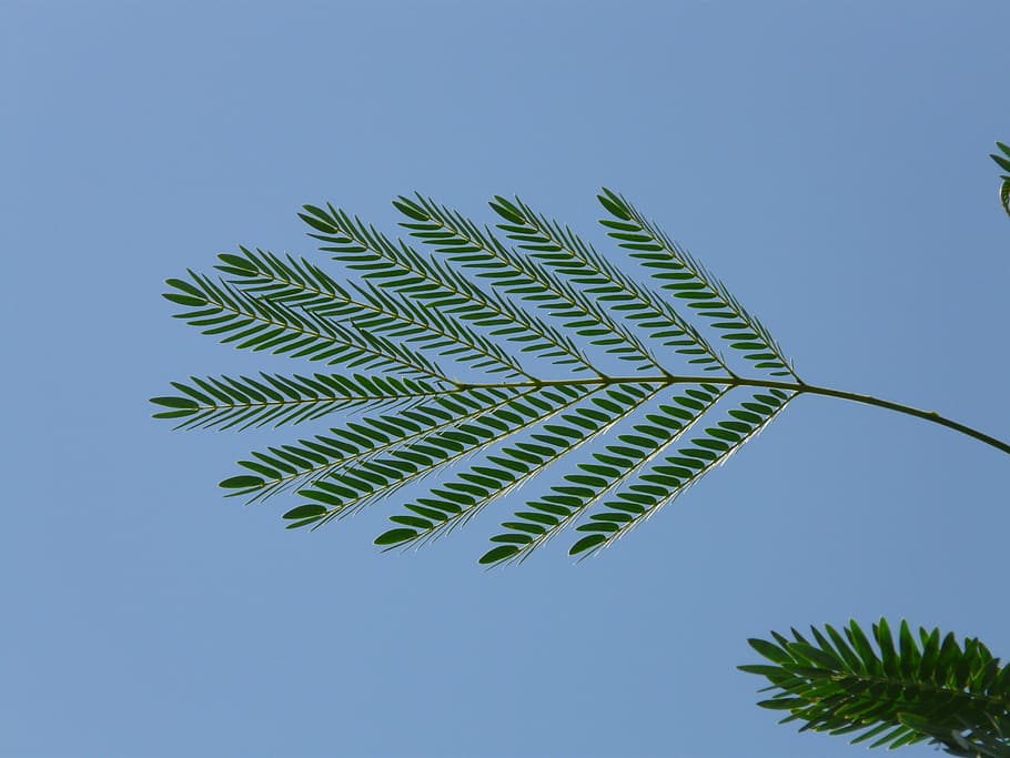leaf, wedel, acacia, acacia karroo, green, blue, hawthorn, sweet thorn, subjects, tree
