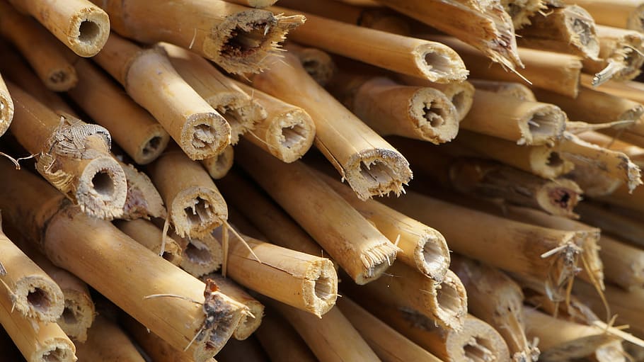 brown bamboos, bamboo, bamboo garden, plant, woody, wood, stalk, tube, garden, wood - material