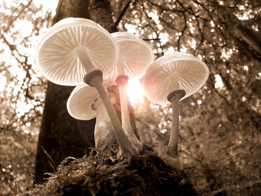 low, angle photo, four, mushrooms, forest, nature, autumn, light, tree, golden autumn