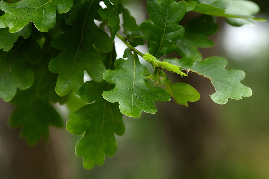shallow, focus photography, green, leaves, oak, autumn, bokeh, tree, oak leaves, deciduous tree