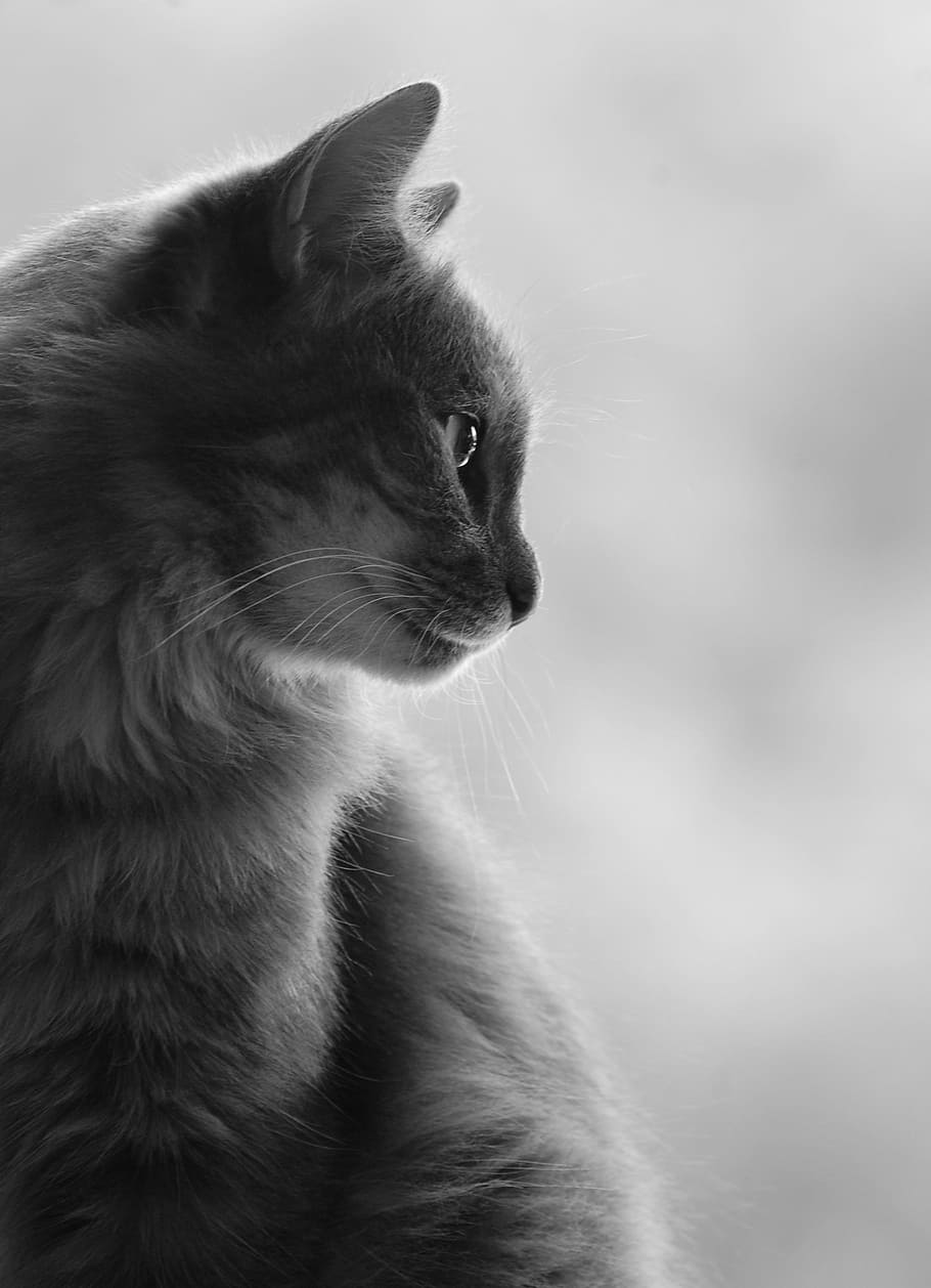 branco, cinza, gato, fundo, escala de cinza, fotografia, perfil, silhueta, gato doméstico, um animal