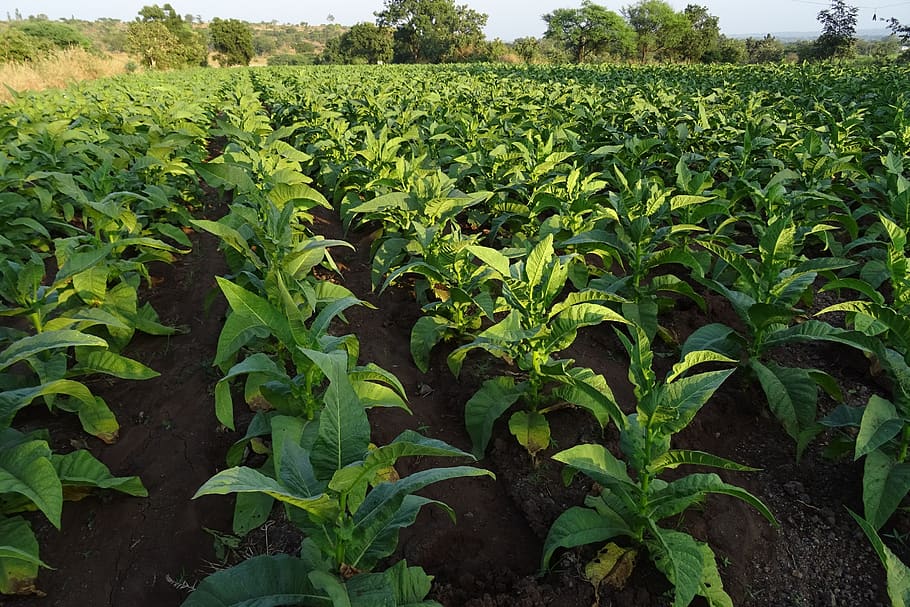 tobacco, nicotiana tabacum, leaves, nicotiana, solanaceae, nicotine, nightshade, farming, cultivated tobacco, herbaceous