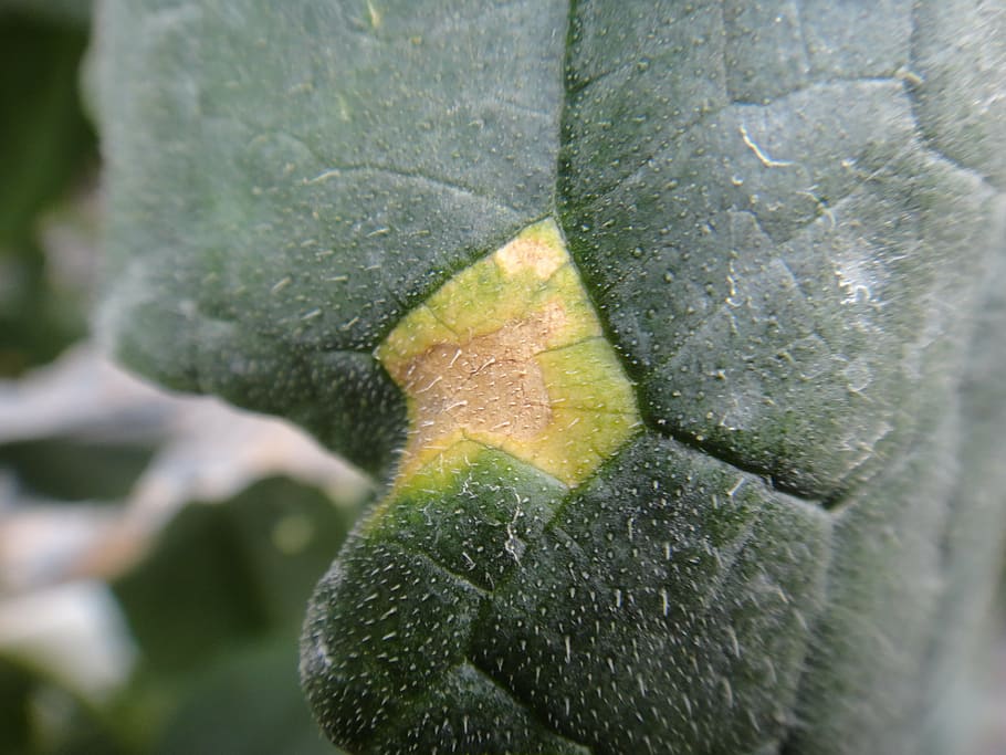 cucumber, leaf, disease, nature, plant, close-up, macro, green Color, freshness, growth