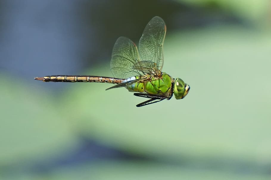 hovering green dragonfly, japan, natural, insect, dragonfly, gear yanmar, silver 蜻 蜓, one animal, animal themes, invertebrate