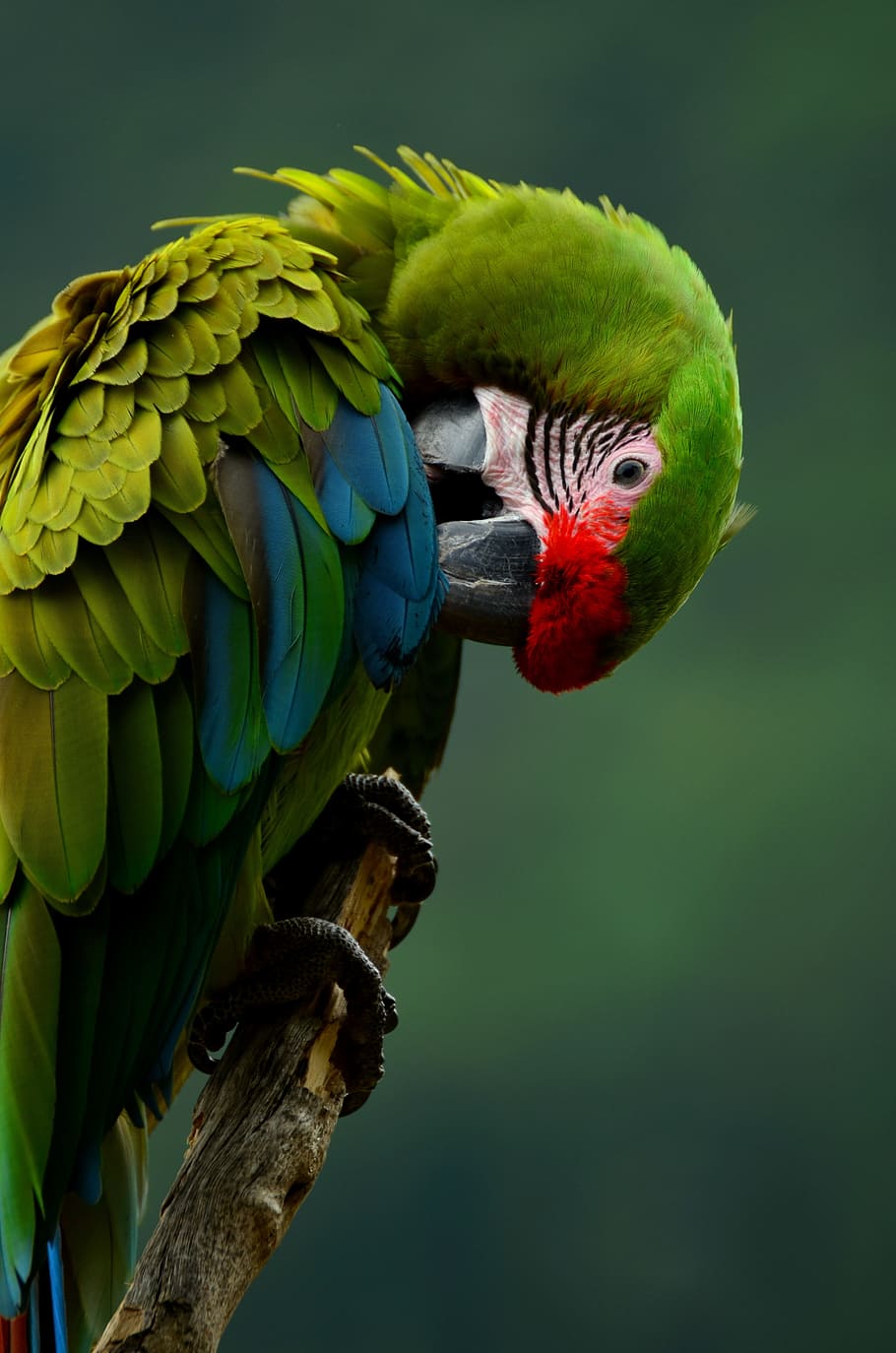 great green macaw, parrot, bird, colorful, plumage, animal, green, clean, animal world, animal portrait