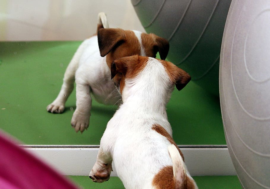jack, russell terrier, em pé, frente, foto close-up de espelho, cachorro, jack russell, chihuahua, espelho, bebê