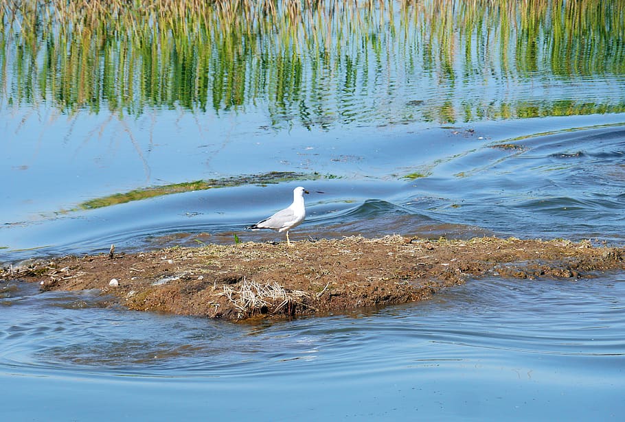 island residents, seagull, wetland, flow, danube delta, waters, nature, lake, reflection, aquatic plants