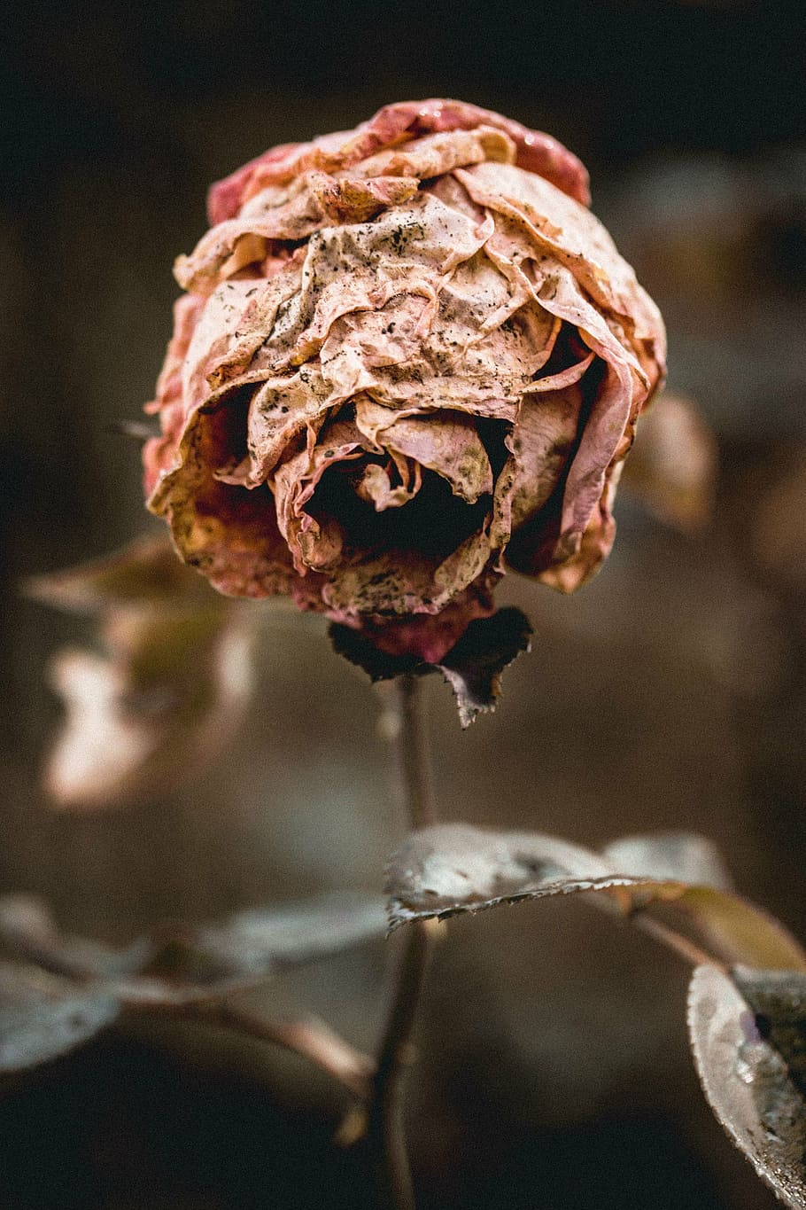 closeup, photography, withered, pink, rose, flower, nature, white, floral, romantic