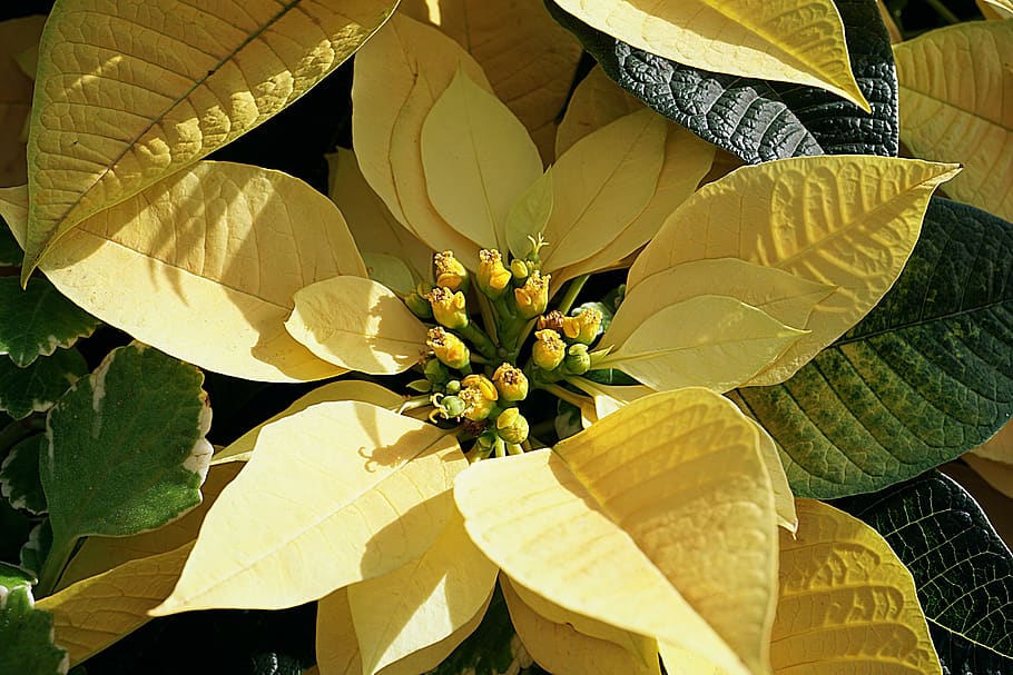 poinsettia, yellow, flower, leaves, buds, colorful, plant part, leaf, plant, growth