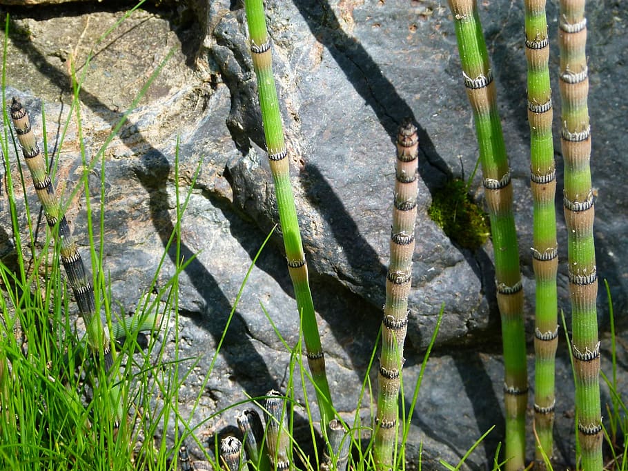 scouring rush, horsetail, plant, rock, nature, herb, shoot, segmented, growth, green color