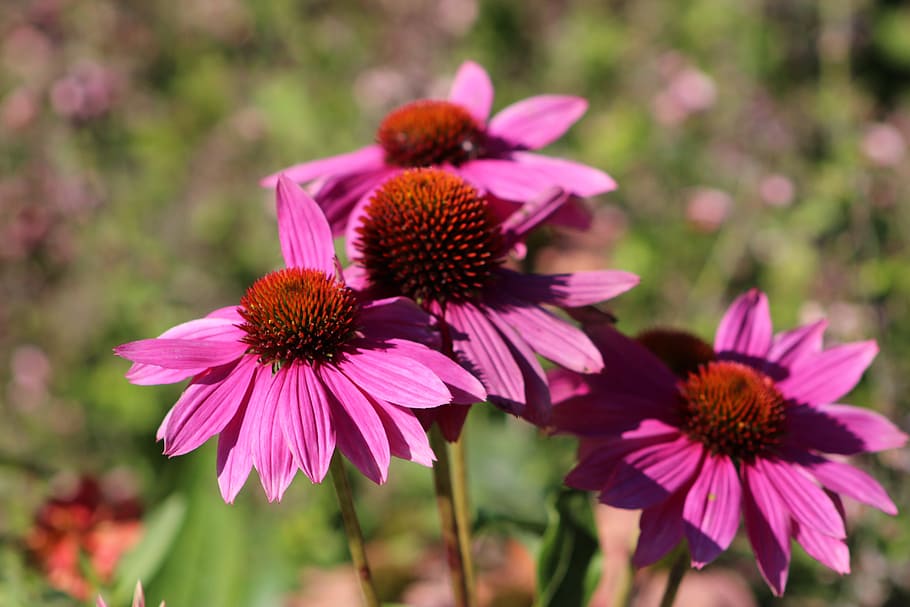 coneflowers, flower, garden, natural, echinacea, pink, violet, blossoms, bloom, nature
