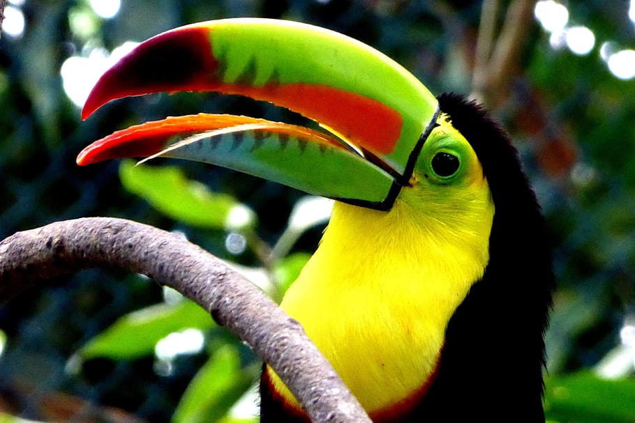 toucan, colombia, ramphastidae, woodpecker bird, bill, yellow, plumage, gorgeous, green, tropical