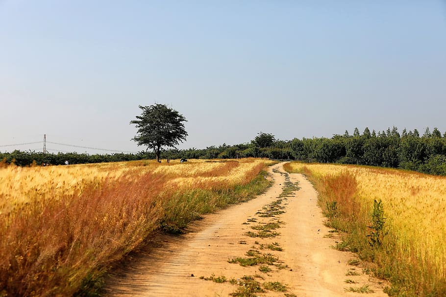 Barley, Field, Landscape, barley field, gil, republic of korea, nature, rural Scene, sky, tree
