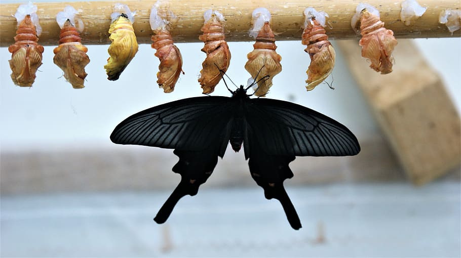 borboleta, revelar, borboletas, último, estágio, transformação, tropical, exótico, inseto, enforcamento