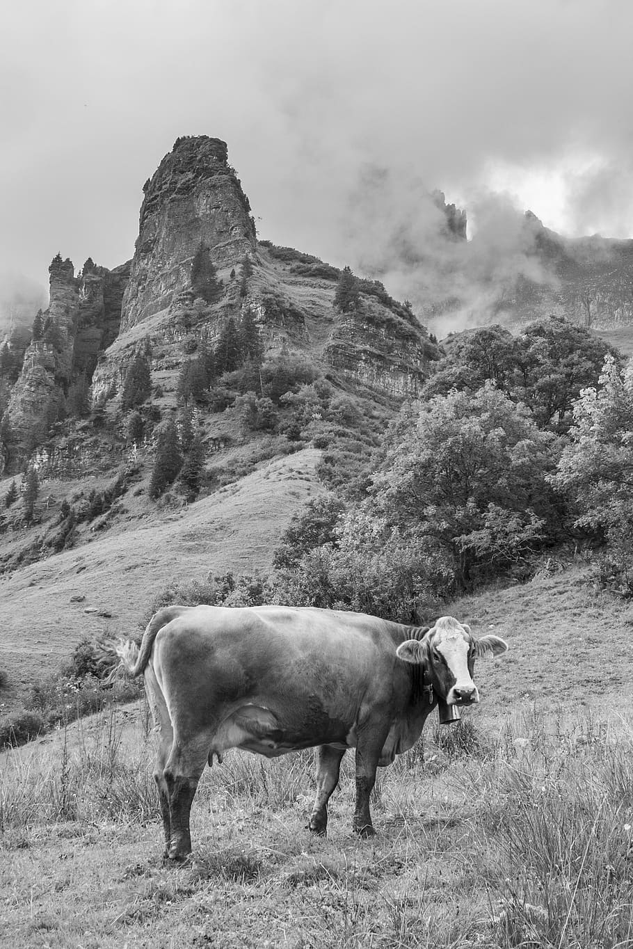 vaca, montanhas, alp, suíça, cantão da glarus, selvagem, preto e branco, nuvens, nevoeiro, rocha