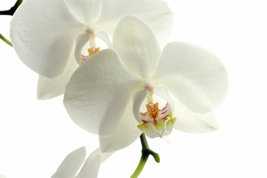 raso, fotografia de foco, branco, flor de orquídeas, flor, flores, natureza, planta, orquídea, verão