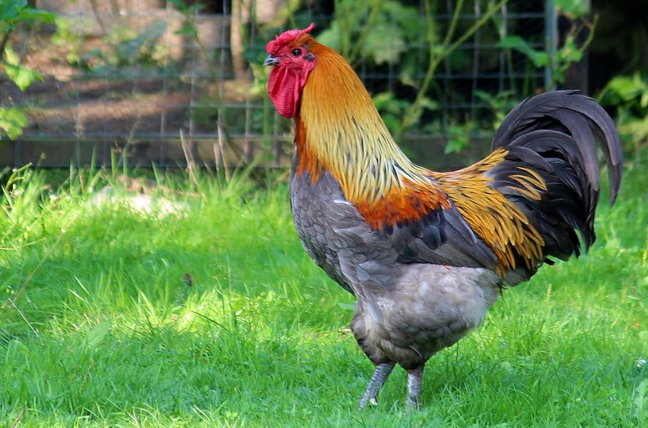 rooster in grass, hahn, poultry, colorful, pride, gockel, farm, animal, cockscomb, male fowl