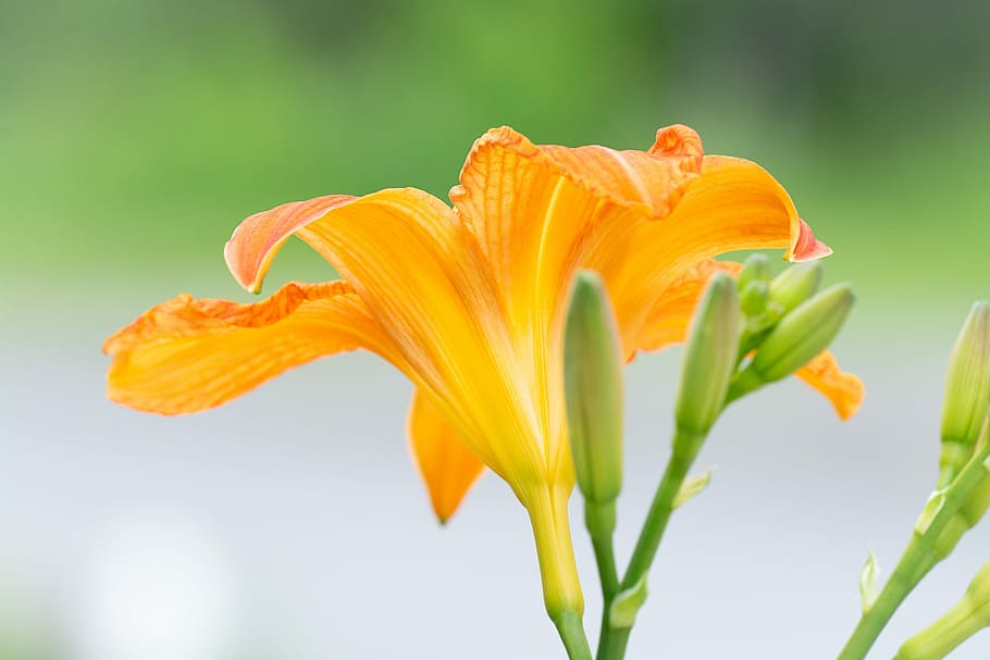 ユリ オレンジ オレンジ色の花 花 庭 夏 自然 花の写真 植物 開花 Pxfuel