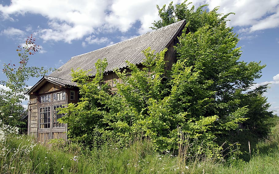 Marrón, gris, casa, al lado, árbol, cabaña, viejo, de madera, abandonado, cubierto de maleza