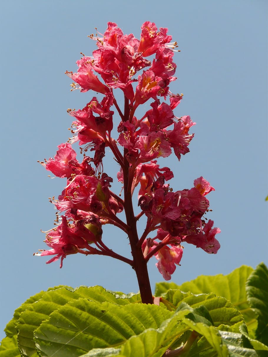 red buckeye, flesh red horse chestnut, red flowering buckeye, buckeye, chestnut, inflorescence, blossom, bloom, tree, deciduous tree