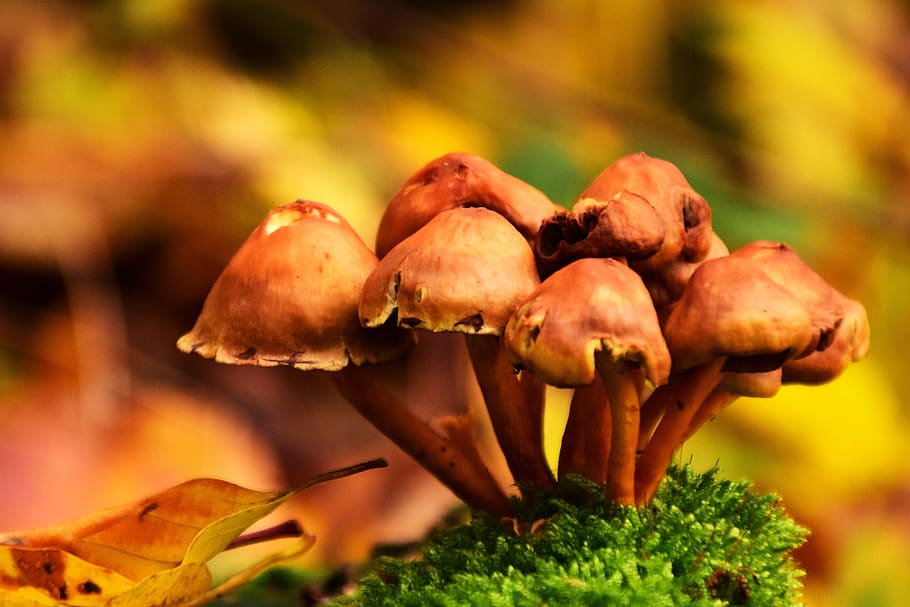 selvagem, cogumelos, outono / outono, cogumelos selvagens, estação, natureza, outono, natural, fungo, cogumelo