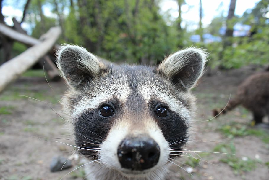 close, photography, raccoon, animal, fur, cheeky, cute, wildlife photography, zoo, joe bodemann